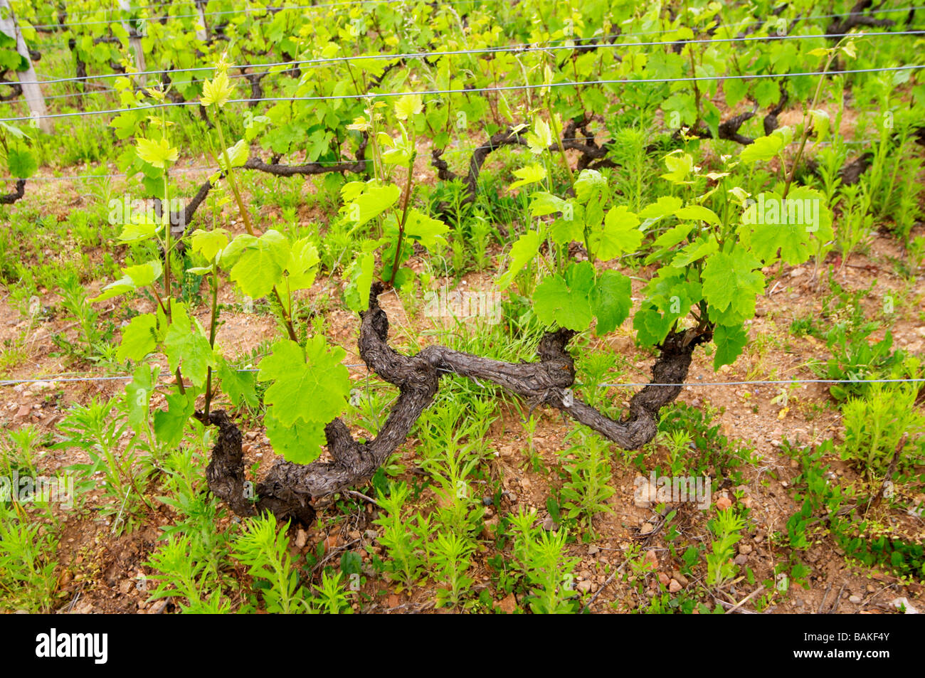 Il Gamay cordon semplice formazione vigna Domaine du vissoux beaujolais Borgogna Francia Foto Stock