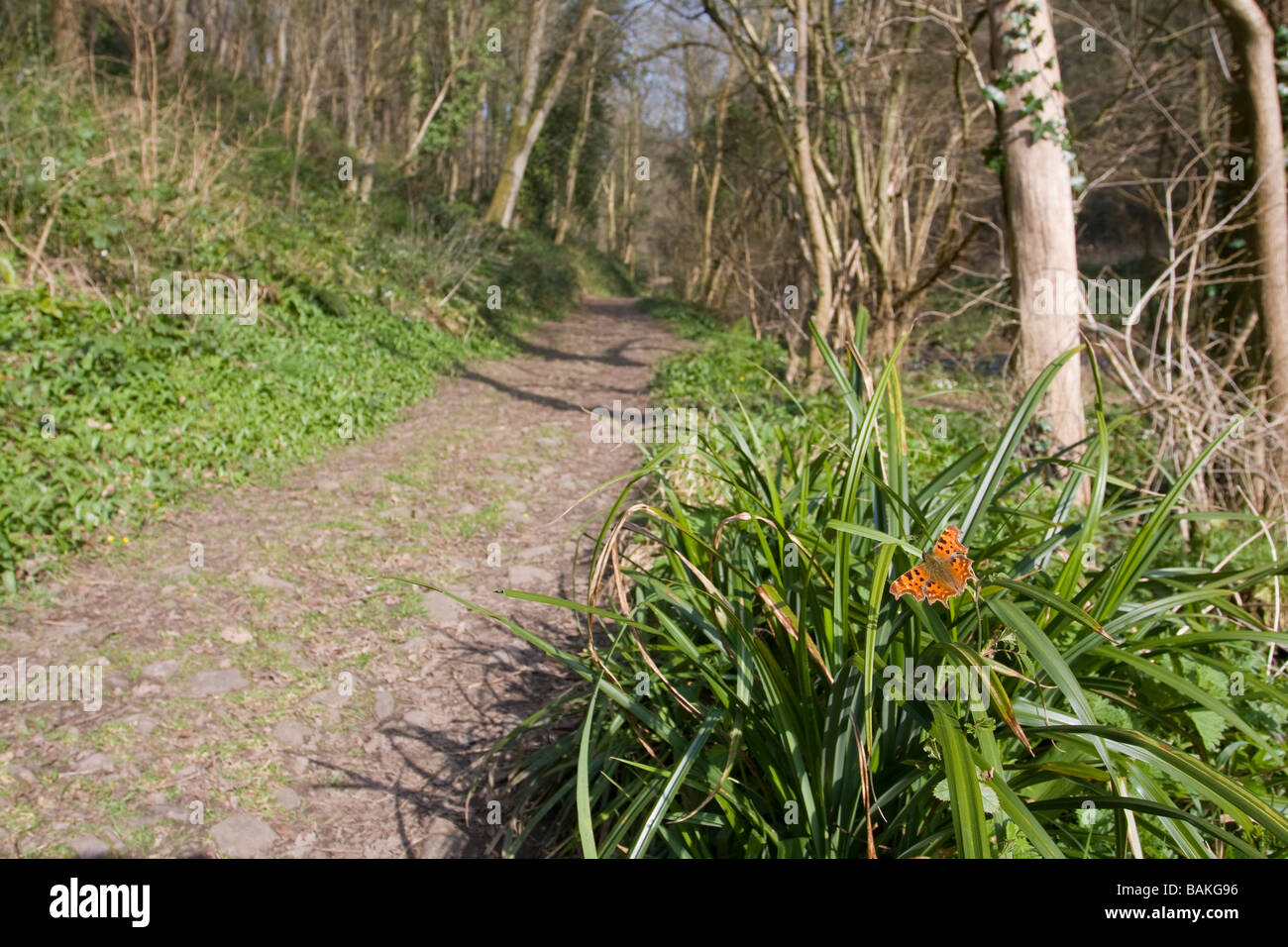 Ampio angolo di visione di virgola Polygonia c-album farfalla posata su iris sp con ali aperte sul percorso del bosco, Worcestershire, Regno Unito. Foto Stock