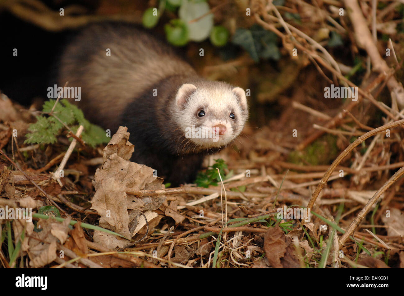 Polecat ferret emergente dal foro di coniglio Foto Stock