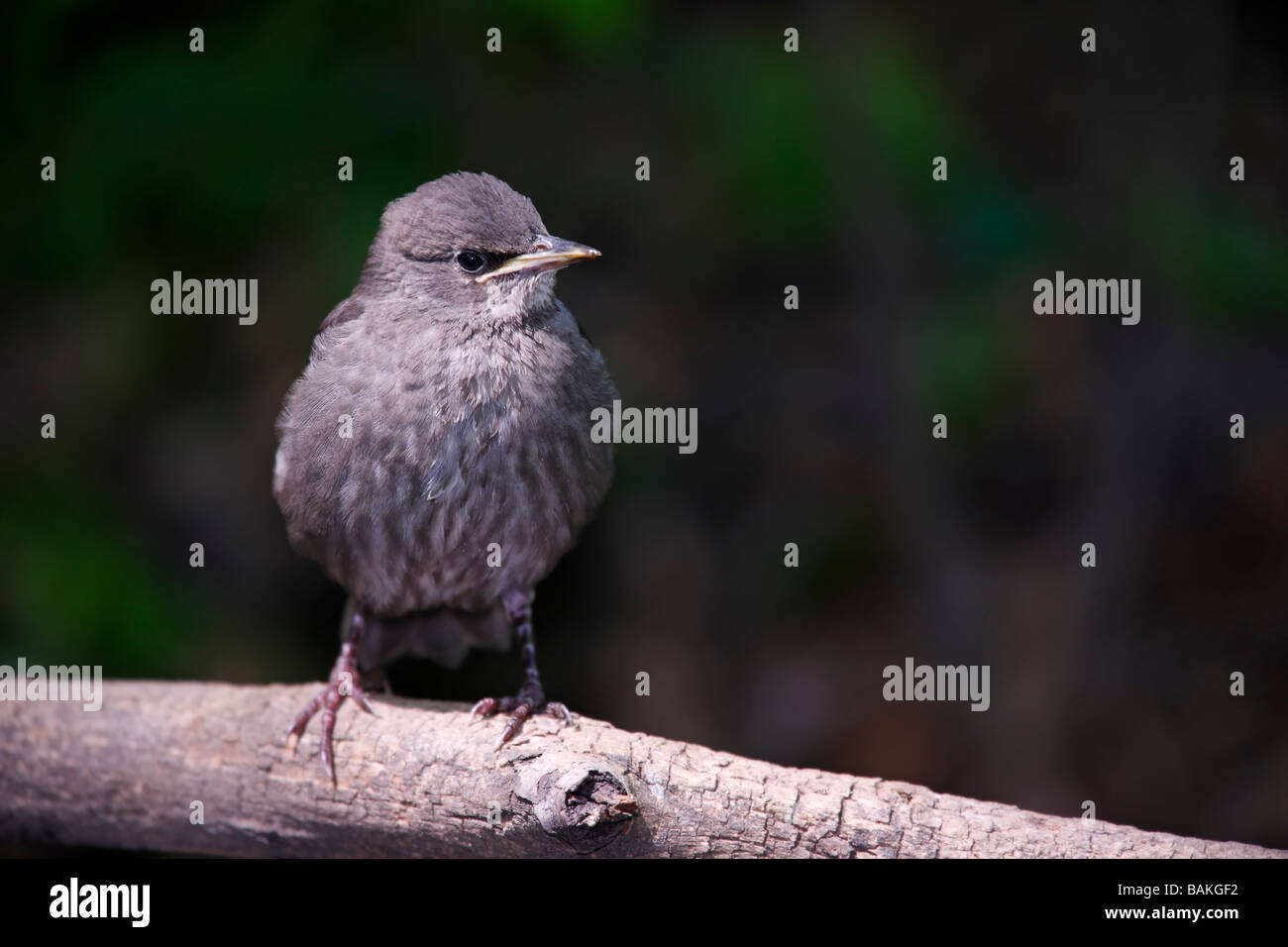 Unione Starling Sturnus vulgaris vulgaris fledgeling Foto Stock