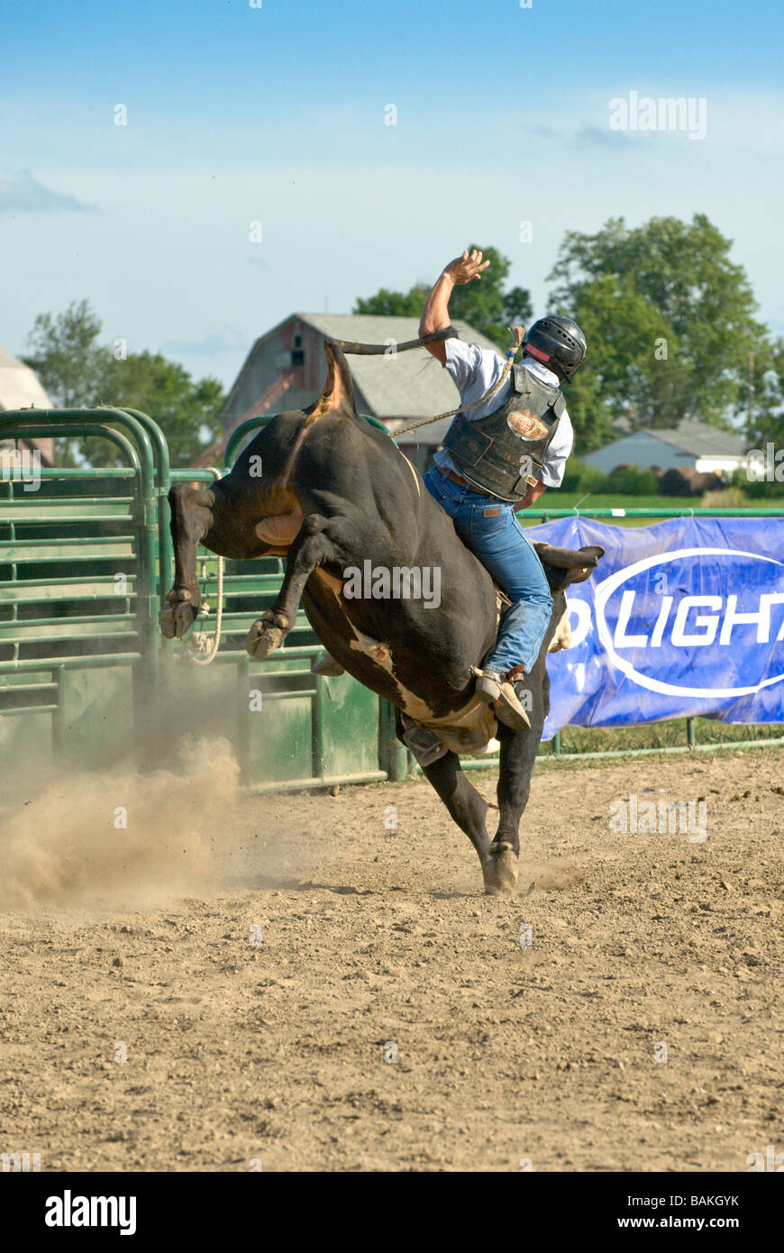 Uomo a strappi sterzare al rodeo Foto Stock