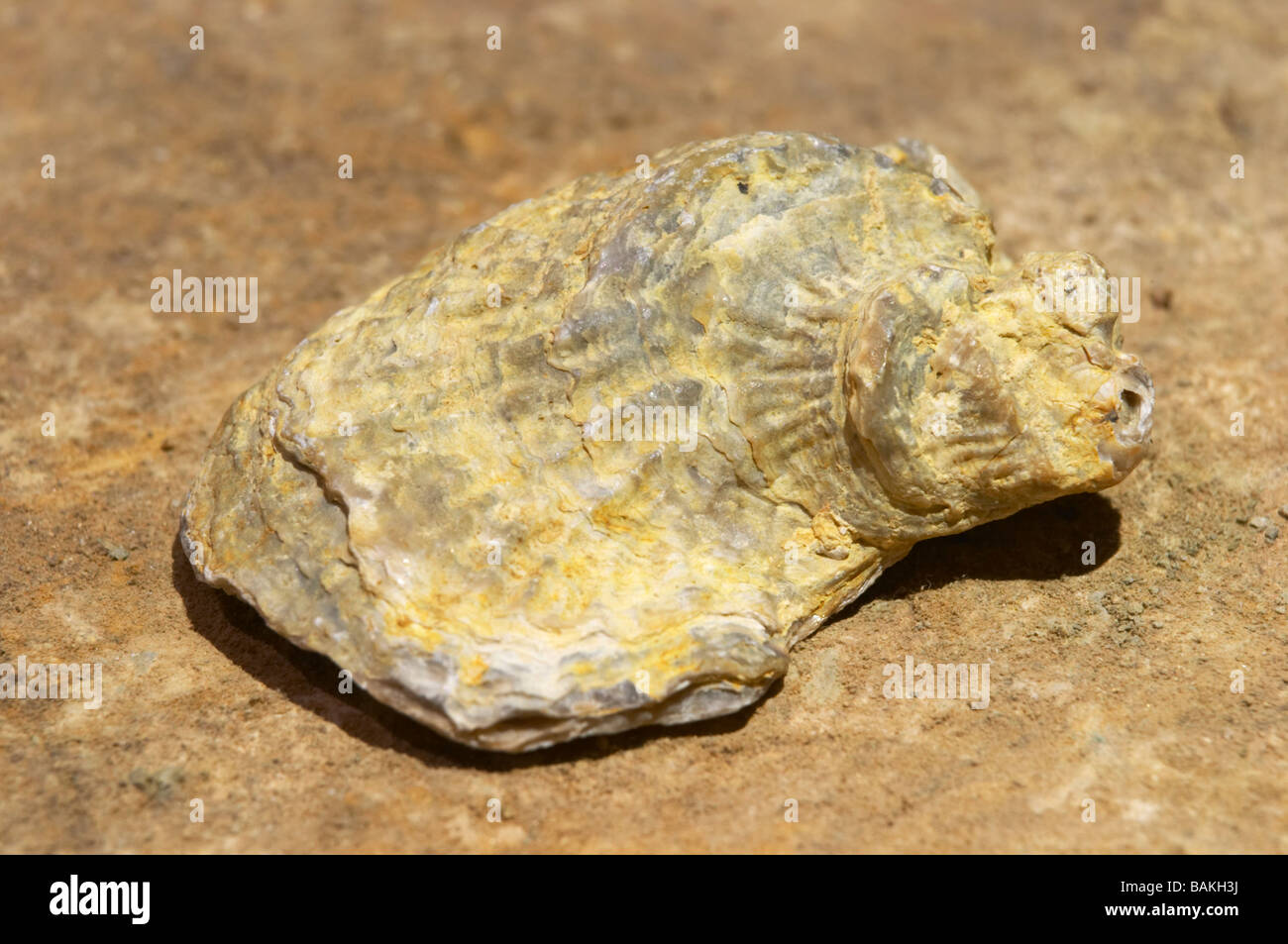 Di conchiglie fossili dal suolo dom pfister dahlenheim Alsace Francia Foto Stock