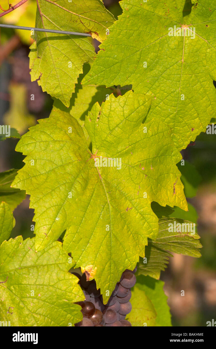 Il Pinot gris domaine gerard neumeyer Alsace Francia Foto Stock