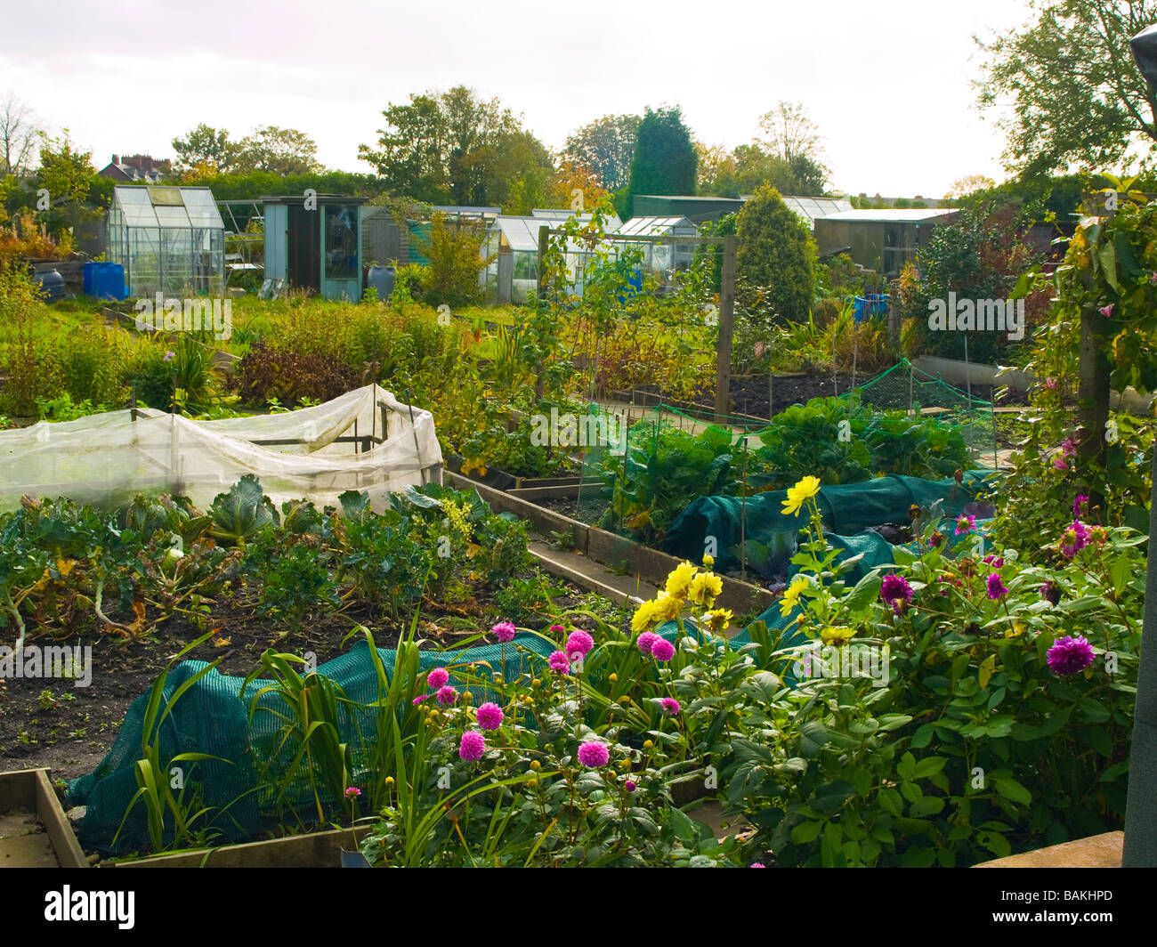 Fiori e vegetali che crescono in British riparto Foto Stock