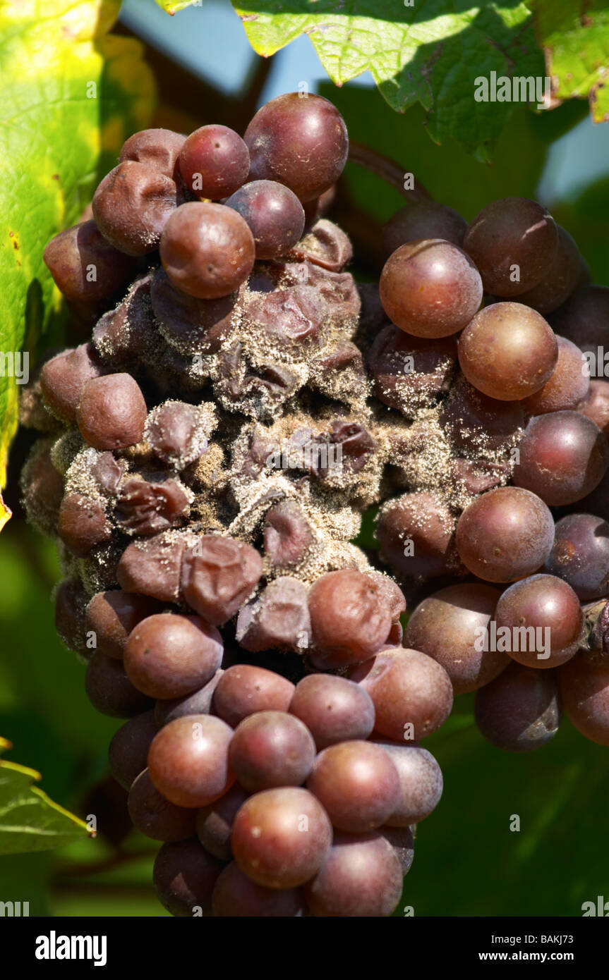 Grappolo di uva attaccato da marciume grigio Pinot gris dom g pfaffenheim humbrecht Alsace Francia Foto Stock