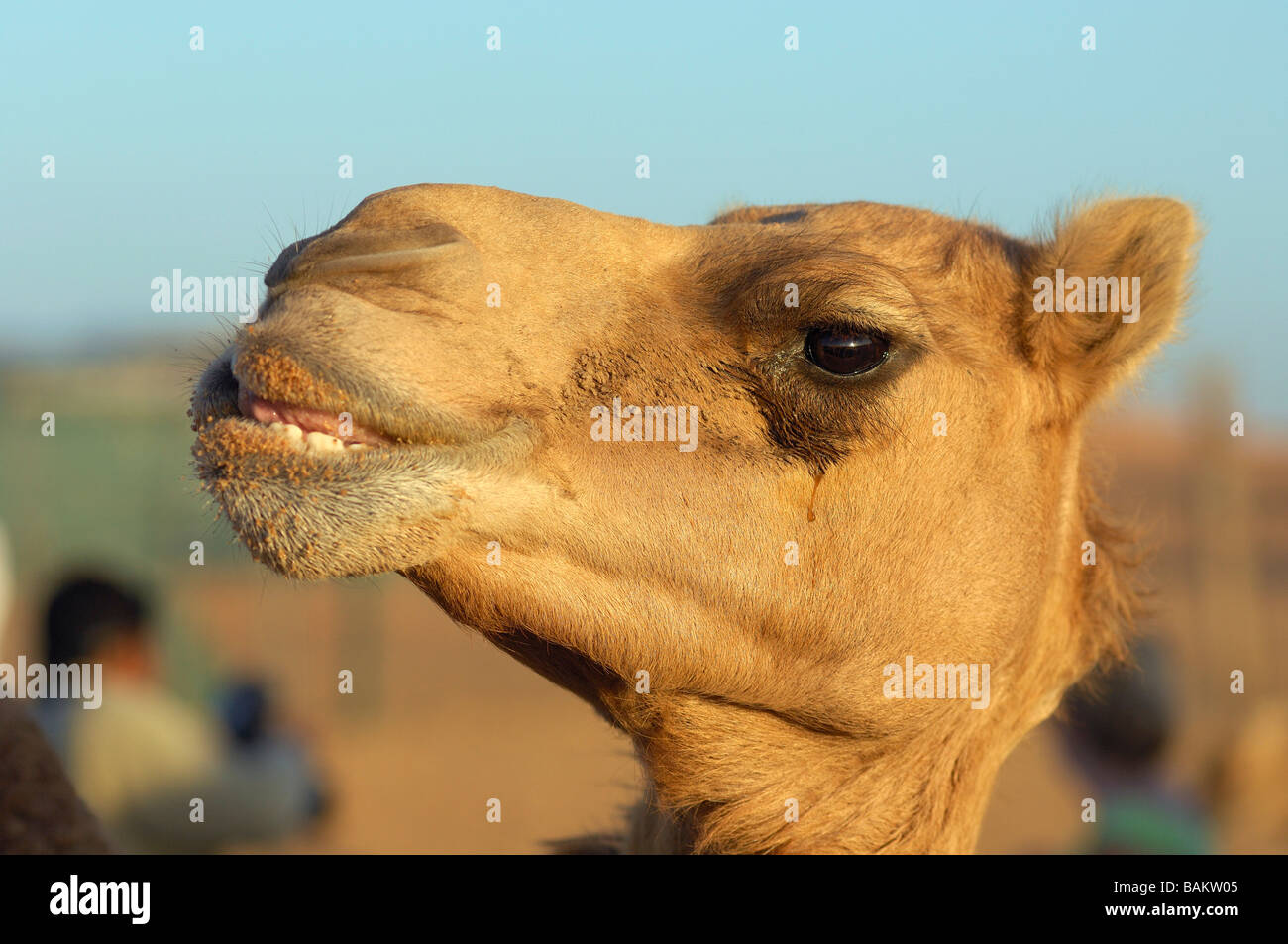 Fughe nel deserto - escursione in cammello Foto Stock