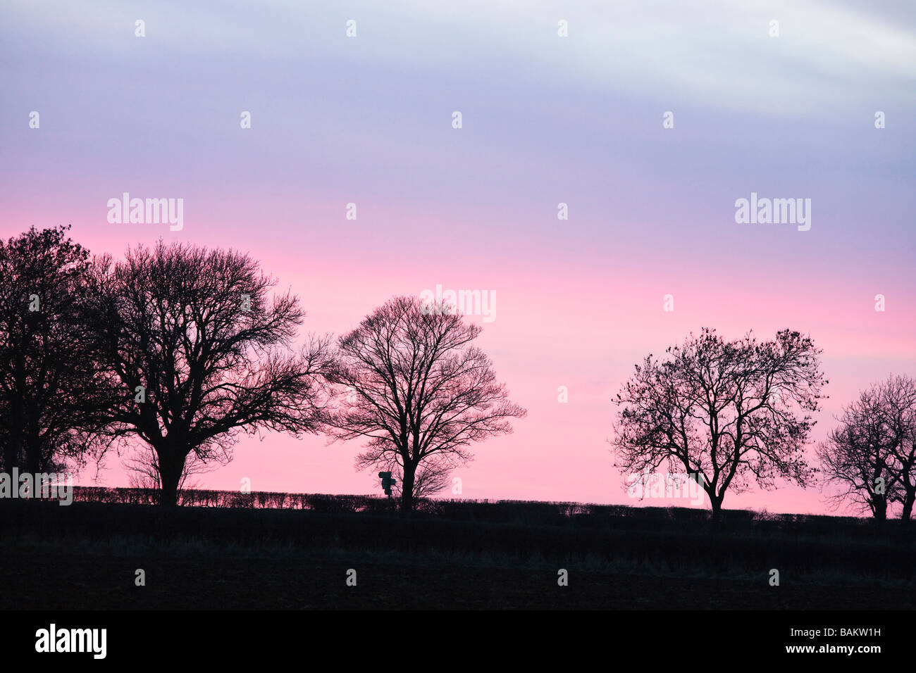 Silhouette di alberi al tramonto in una siepe fila vicino a Malton, Nord Yorkshie, England, Regno Unito Foto Stock