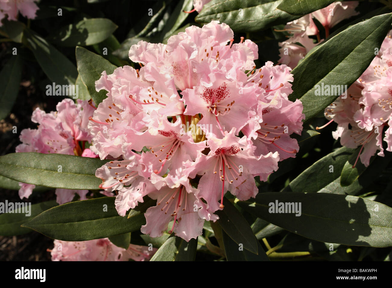 Rhododendron fiore in fiore famiglia Ericaceae che mostra i dettagli di fiori e componenti Foto Stock