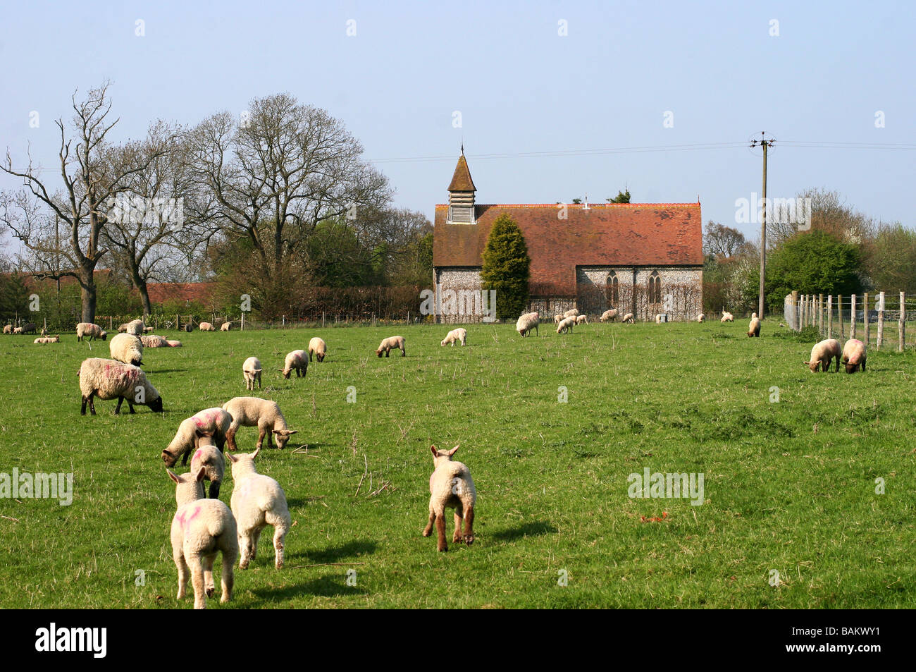 Chiesa Hucking Kent England con agnelli fuggono dalla telecamera in primo piano Foto Stock