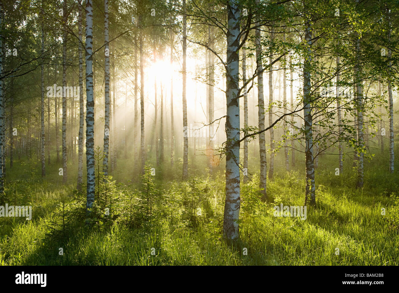 La luce del sole nella foresta di alberi di betulla Foto Stock