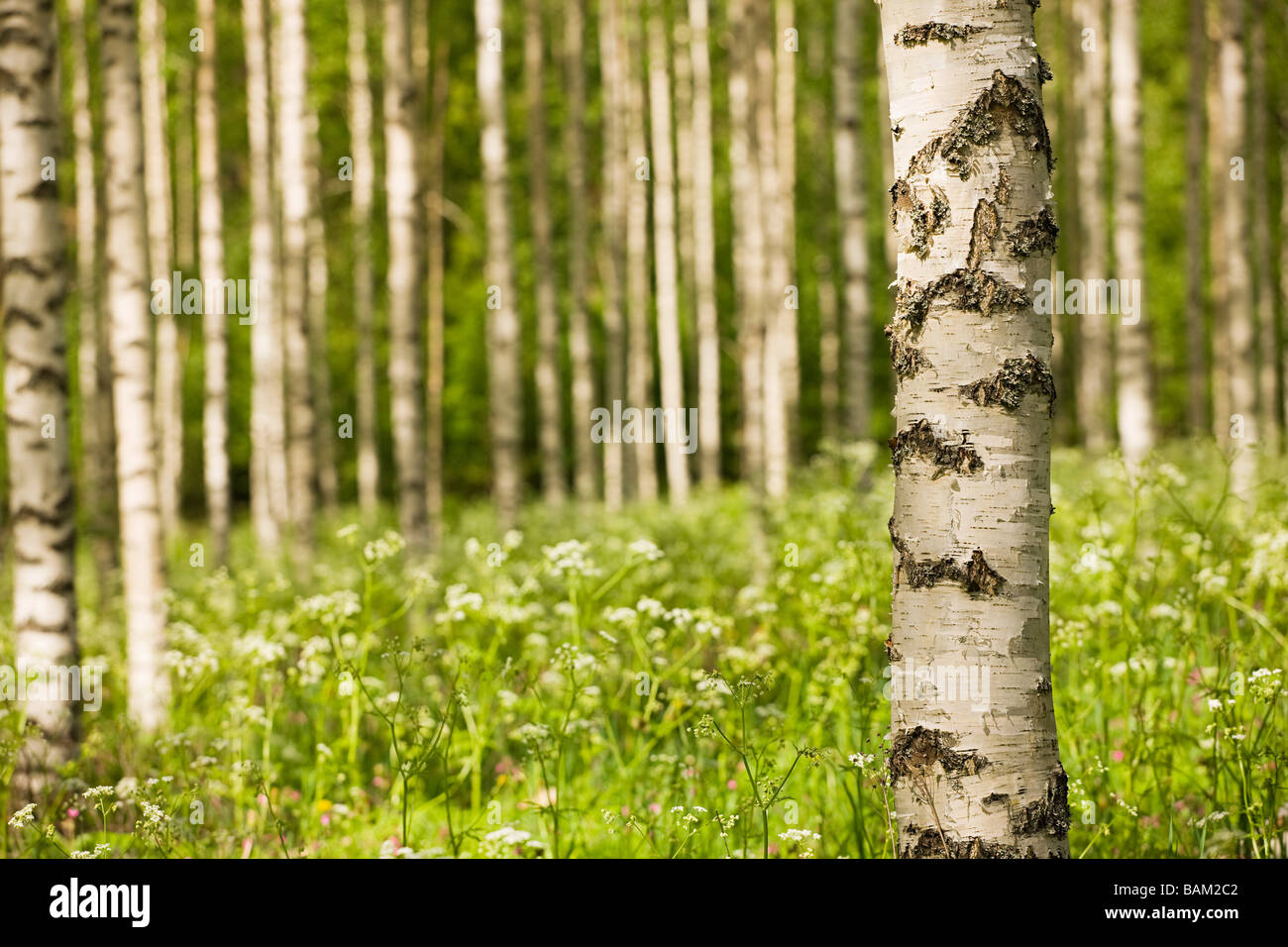 Foresta di alberi di betulla Foto Stock