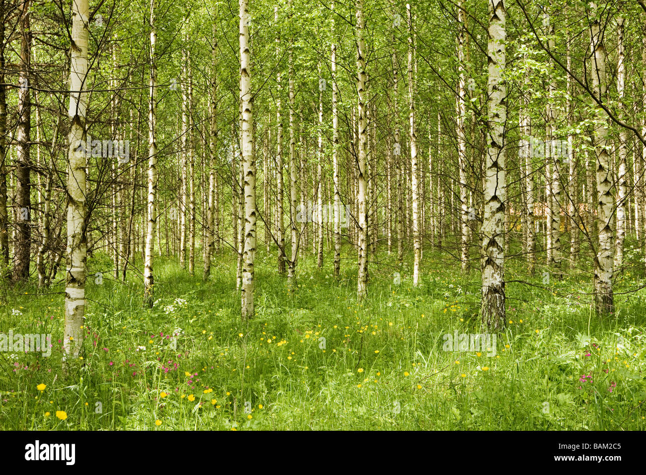 Foresta di alberi di betulla Foto Stock