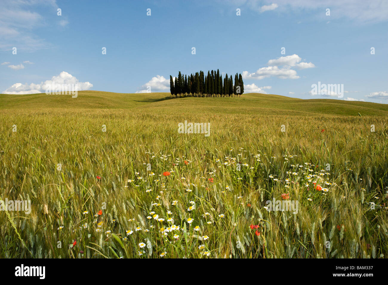 Cipressi nel campo in Siena Foto Stock