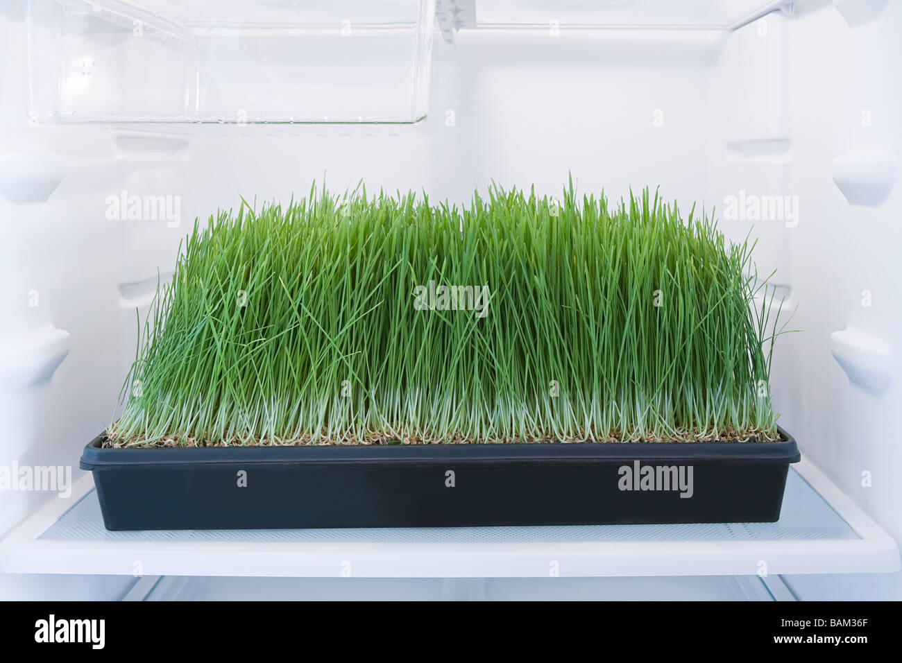 Wheatgrass in un frigo Foto Stock