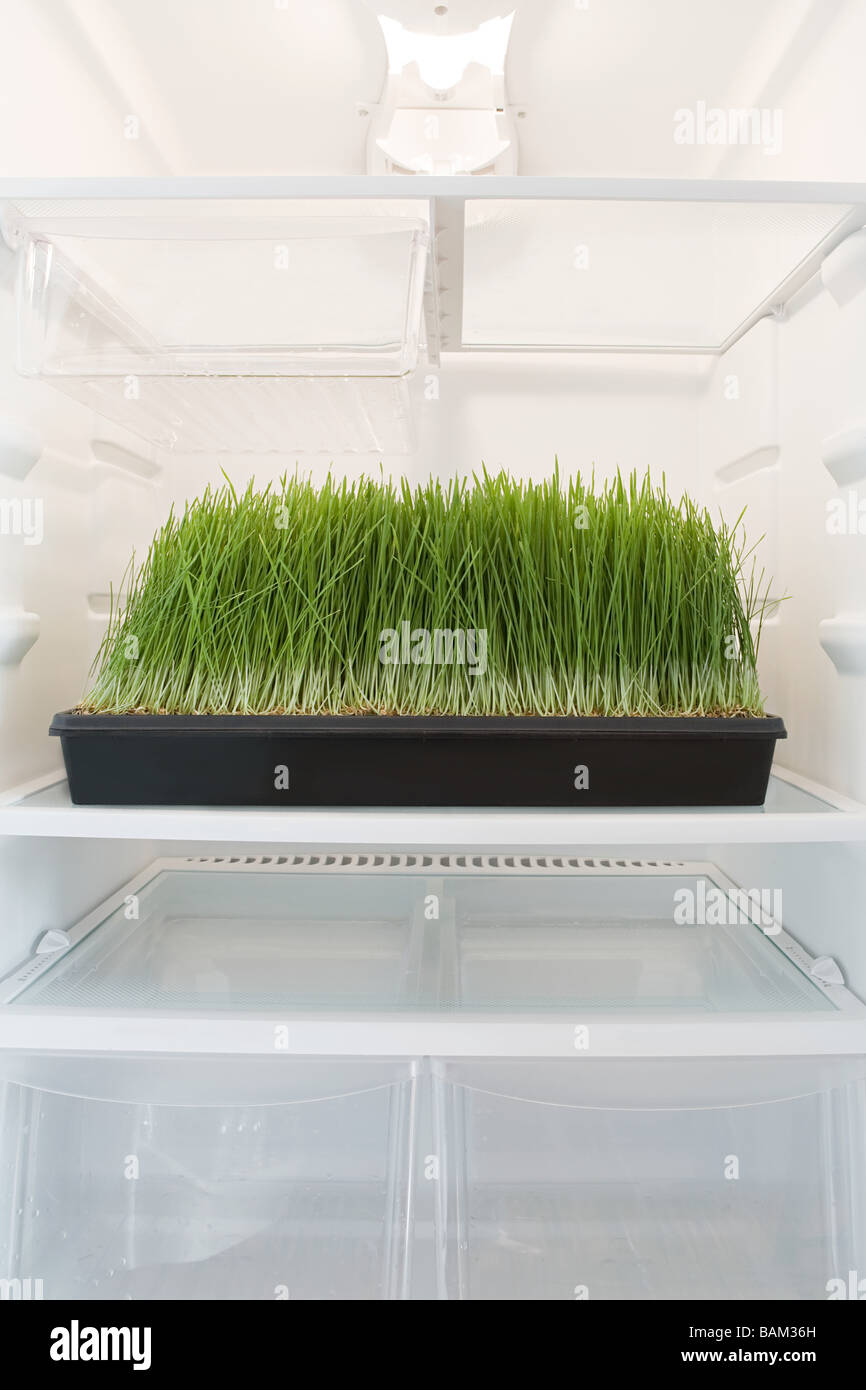 Wheatgrass in un frigo Foto Stock