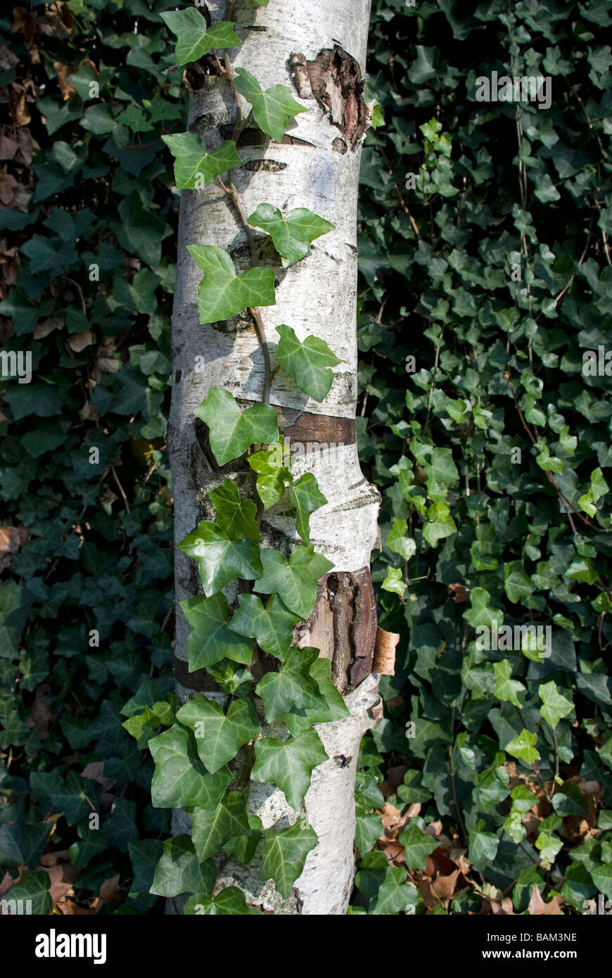 Carta betulla inglese ivy verticale orticoltura botanico tronco di albero vitigni foglie foglie sempreverdi piante decidue corteccia Foto Stock