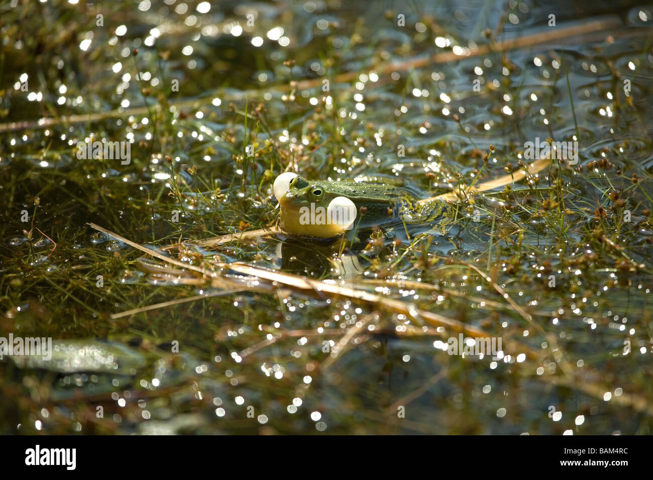 Rana Foto Stock