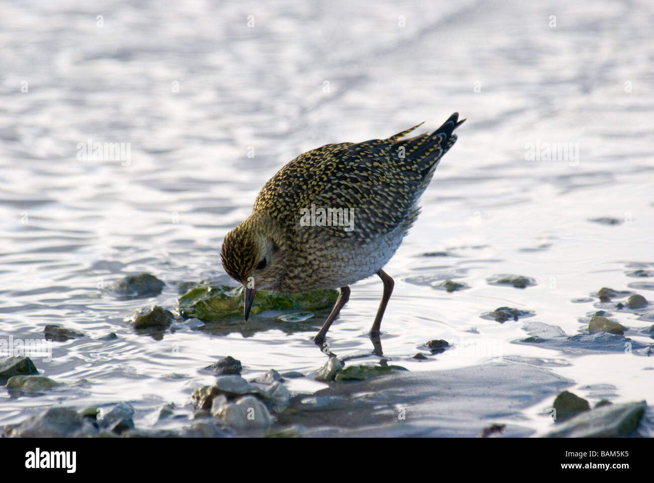 Eurasian Golden Plover Pluvialis apricaria alimentazione su una spiaggia rocciosa in Kemeri National Park Foto Stock