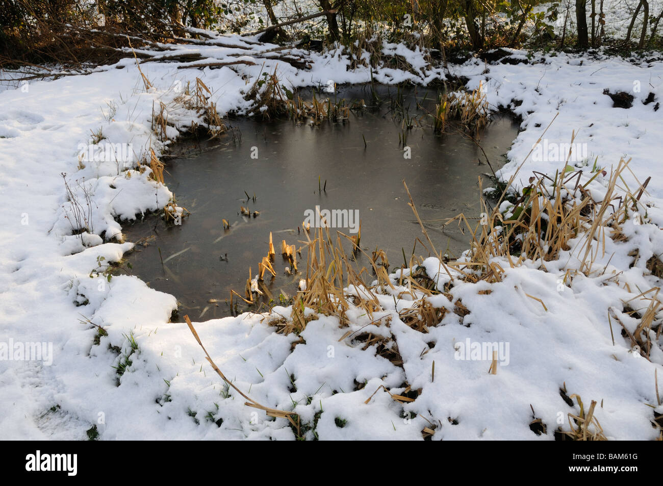 Congelati del laghetto in giardino con neve febbraio NEL REGNO UNITO Foto Stock
