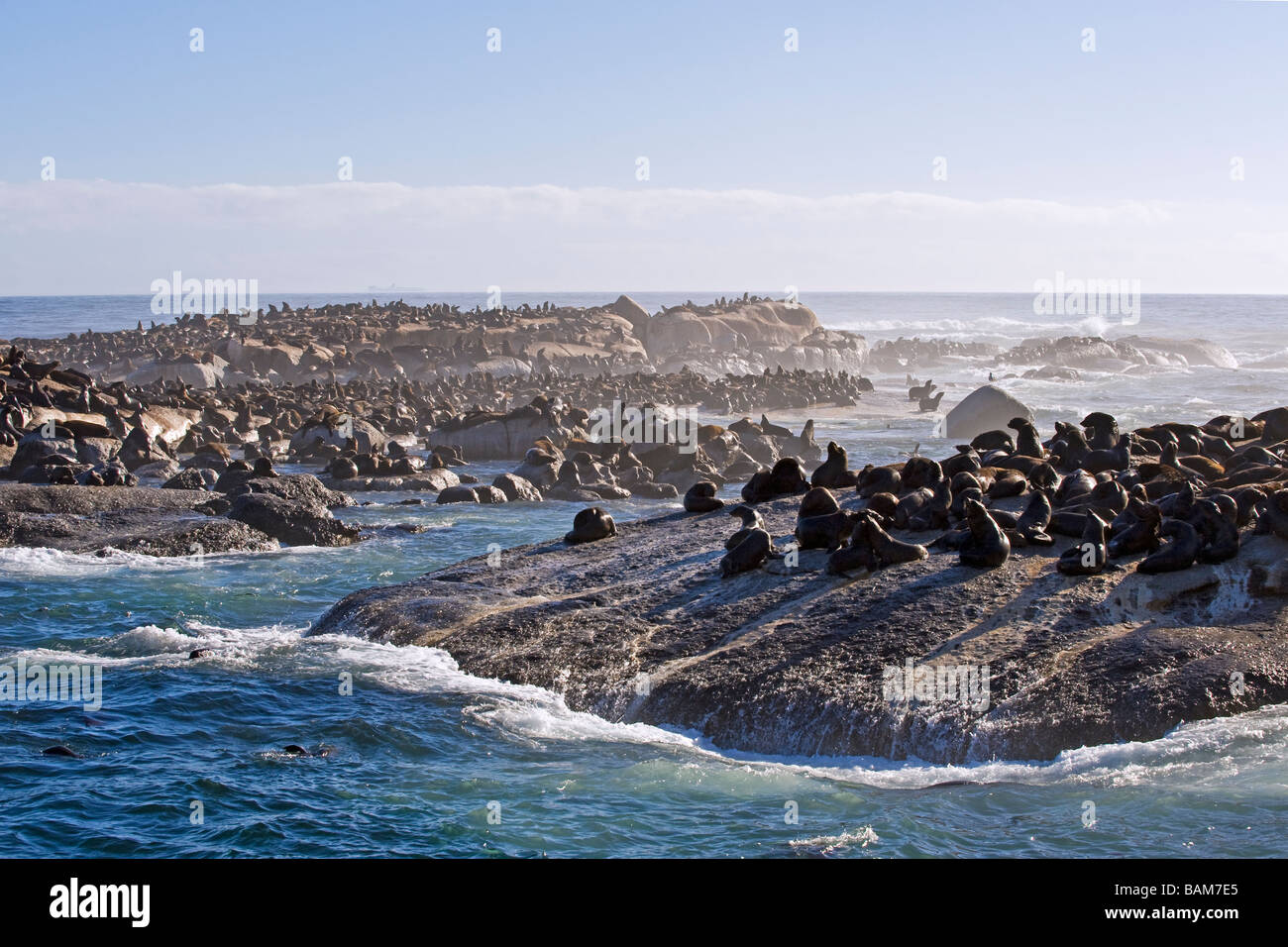 Capo le foche (Arctocephalus pusillus) sull Isola di Duiker Hout Bay Western Cape Sud Africa Foto Stock