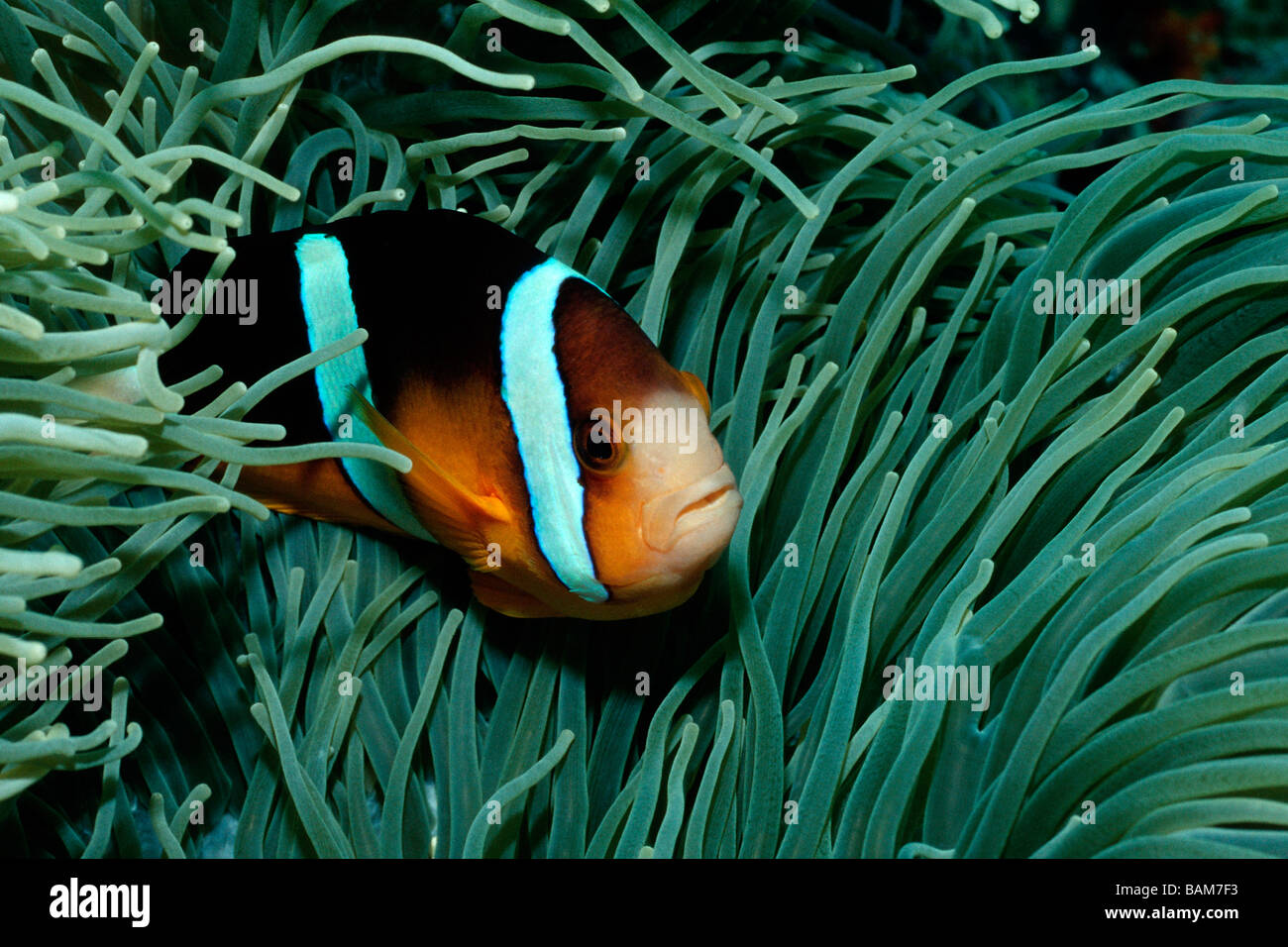 Clarks Anemonefish Amphiprion clarkii pacifico Micronesia Palau Foto Stock