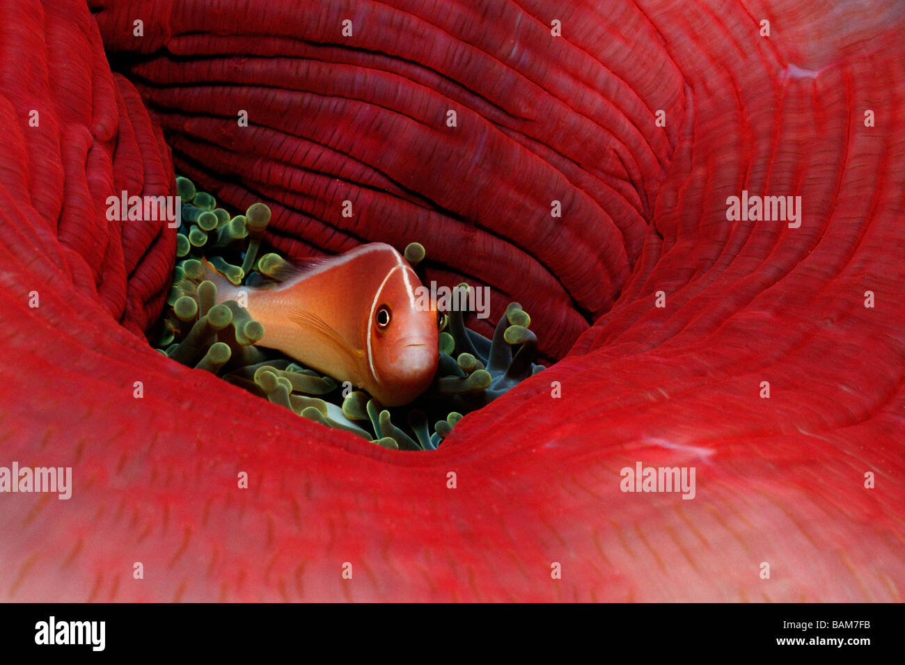 Pink Anemonefish Amphiprion perideraion pacifico Micronesia Palau Foto Stock