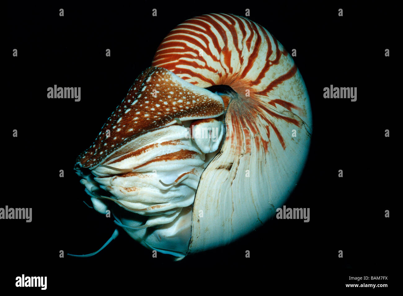 Chambered Nautilus Nautilus belauensis pacifico Micronesia Palau Foto Stock