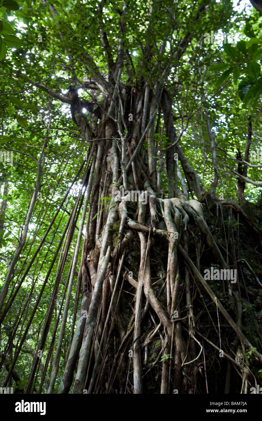 Banyan Tree Ficus benghalensis Peleliu Island Pacific Micronesia Palau Foto Stock