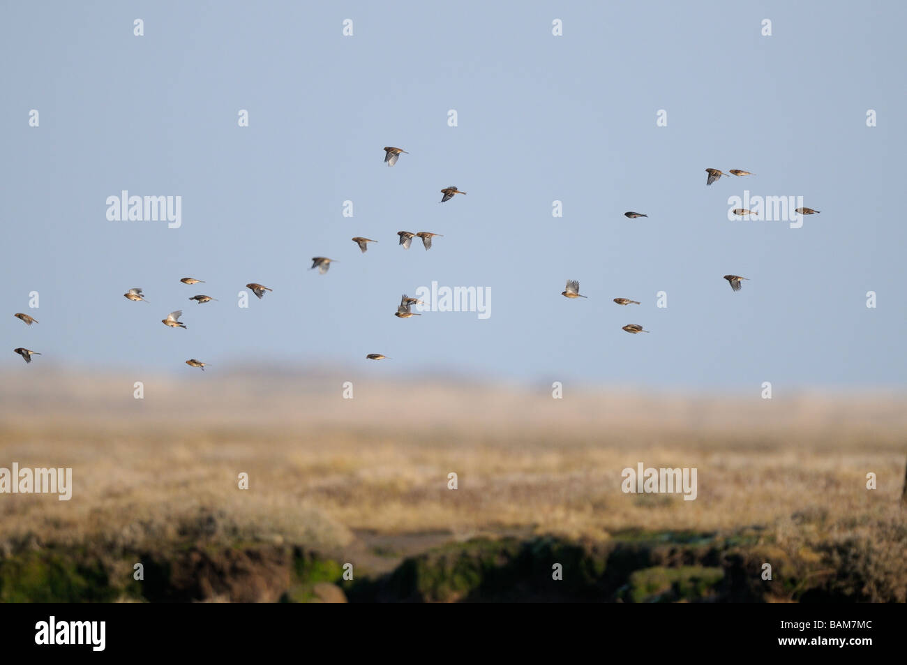 Twite carduelis flavirostris gregge in volo su saltmarsh costiere Norfolk Regno Unito Febbraio Foto Stock