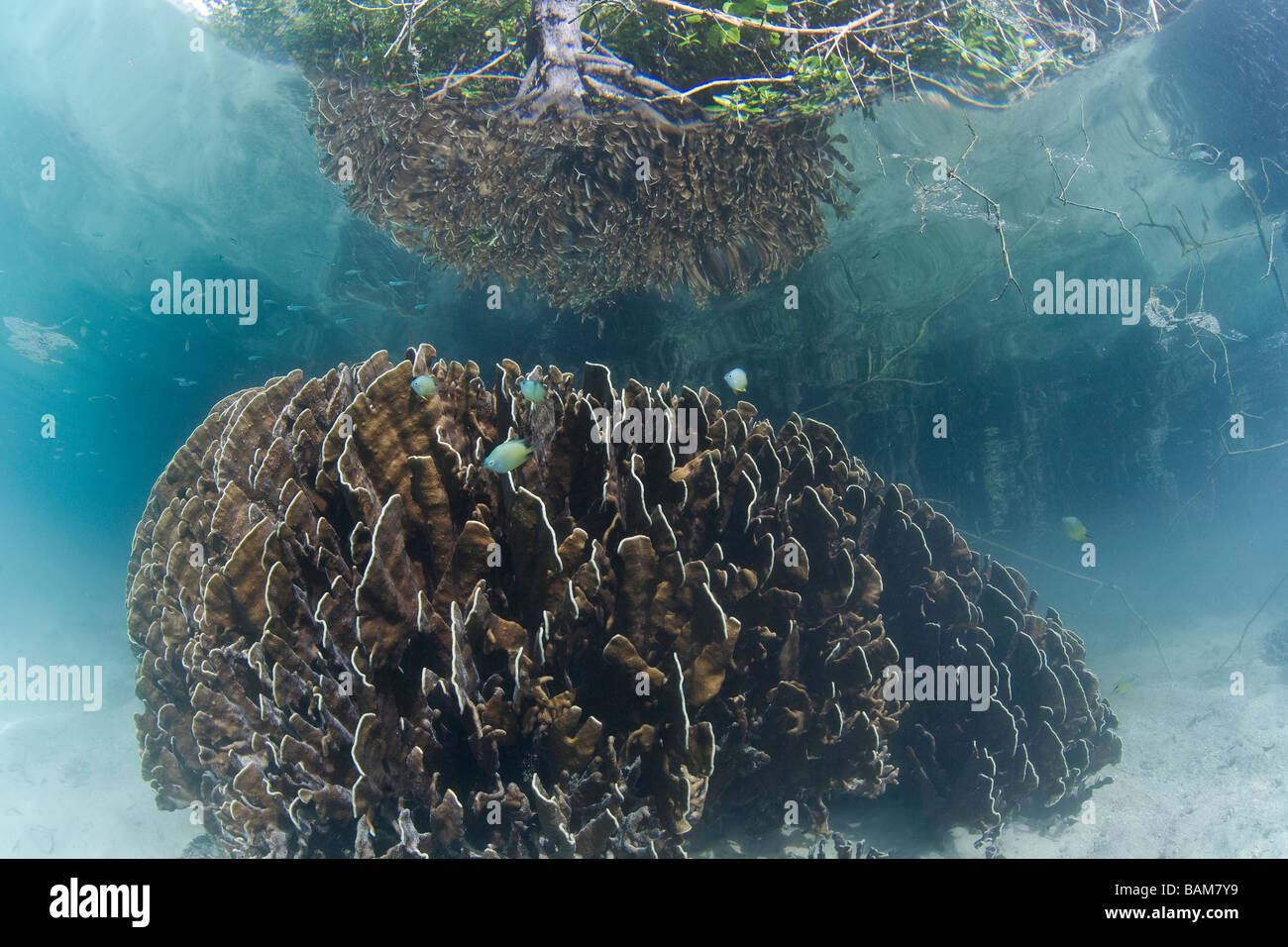 Coral Bommie in laguna poco profonda Heliopora coerulea Raja Ampat Papua Nuova Guinea Indonesia Foto Stock