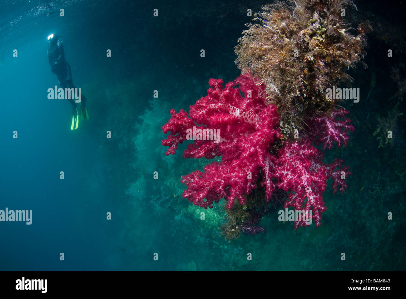 Rossi coralli molli e la pelle diver Dendronephthya Raja Ampat Papua Nuova Guinea Indonesia Foto Stock