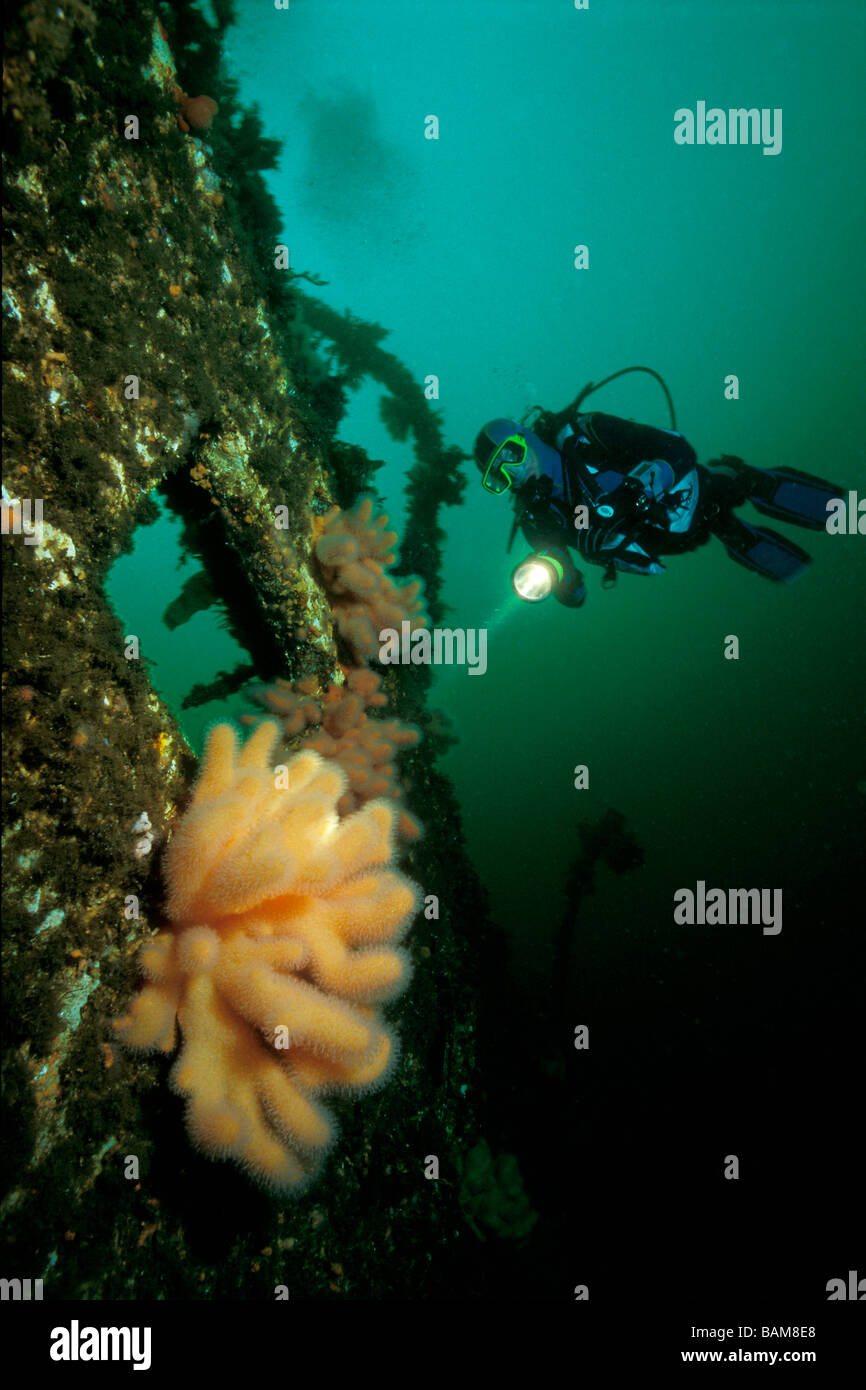Subacqueo e morti Mens dita Coral Alcyonium digitatum Alesund Atlantico del Nord Norvegia Foto Stock