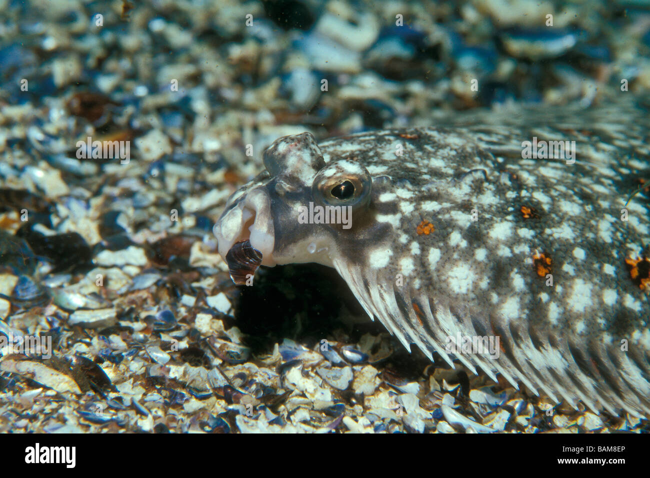 La Passera di mare Pleuronectes platessa Alesund Atlantico del Nord Norvegia Foto Stock