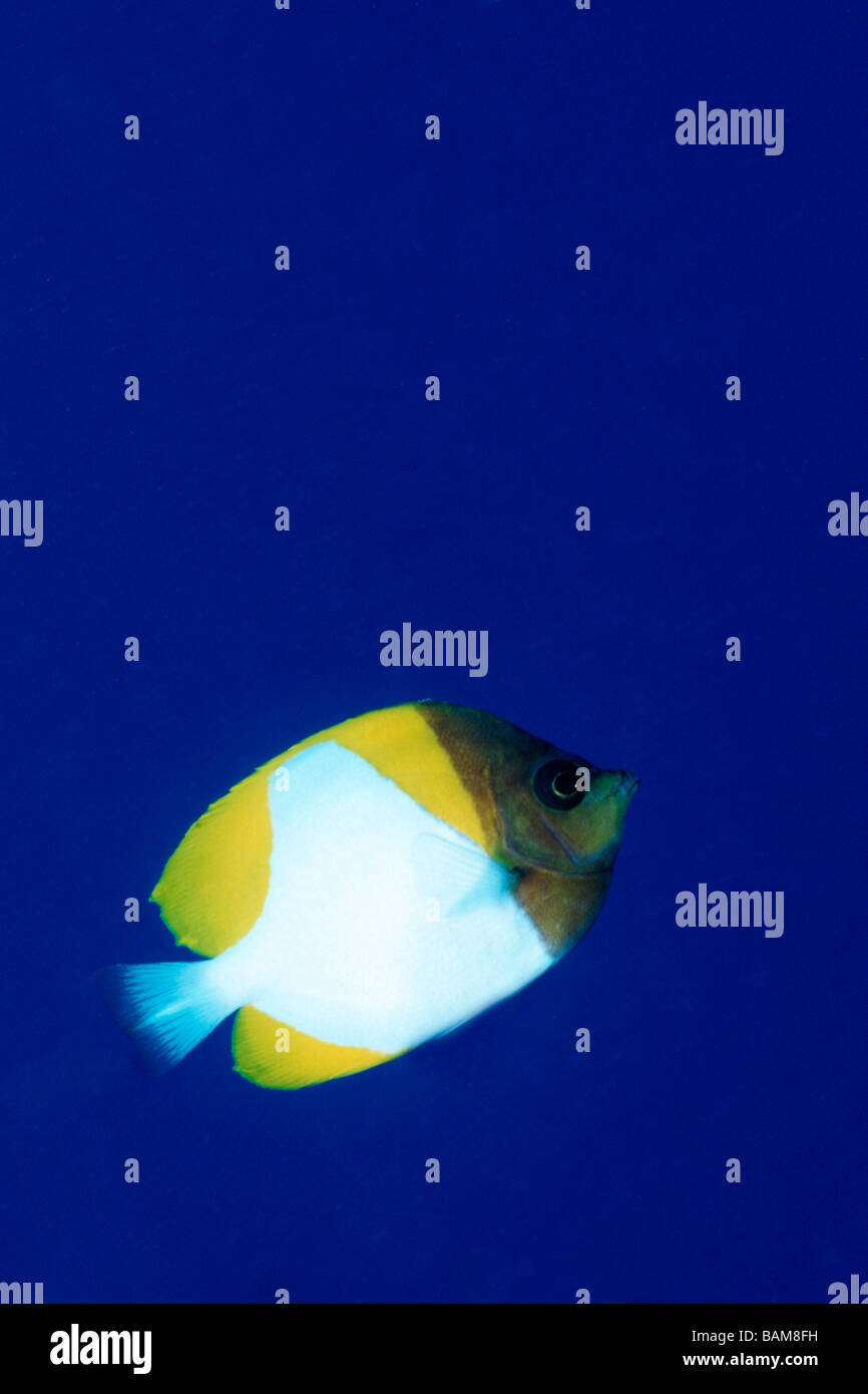 Piramide Hemitaurichthys Butterflyfish polyepis pacifico Micronesia Palau Foto Stock