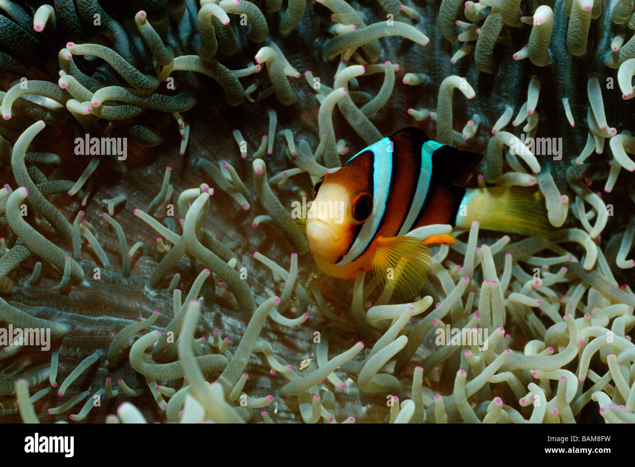 Clarks Anemonefish Amphiprion clarkii pacifico Micronesia Palau Foto Stock
