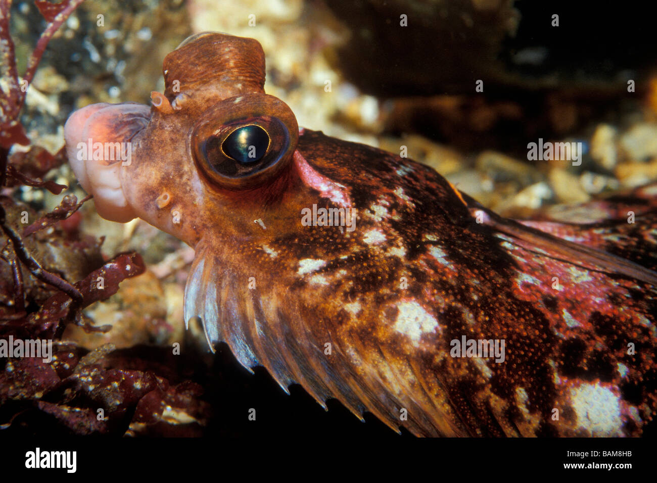 Limanda Passera pianuzza Limanda limanda Alesund Atlantico del Nord Norvegia Foto Stock