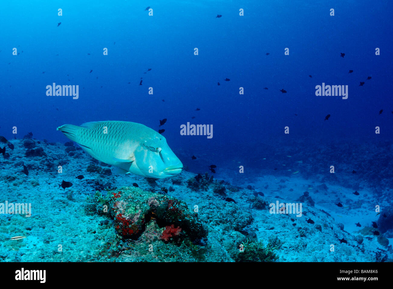 Napoleone Humpback Wrasse Cheilinus undulatus angolo blu Micronesia Palau Foto Stock
