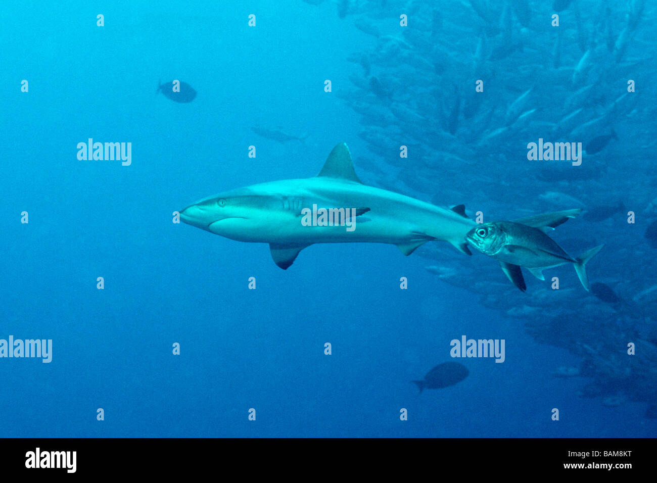 Grey Reef Shark e secca di Jackfishes Carcharhinus amblyrhynchos angolo blu Micronesia Palau Foto Stock