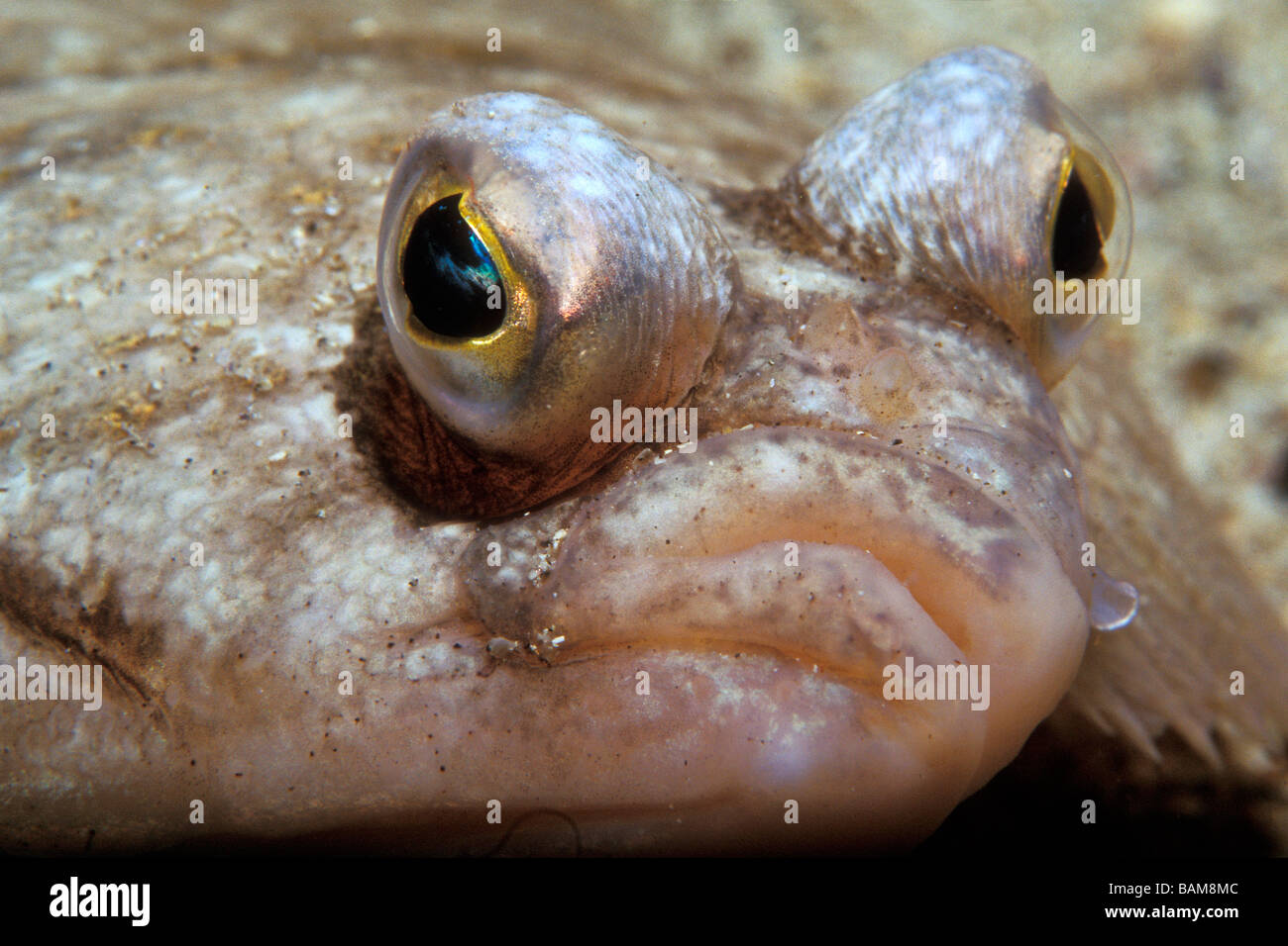 La Passera di mare Pleuronectes platessa Alesund Atlantico del Nord Norvegia Foto Stock
