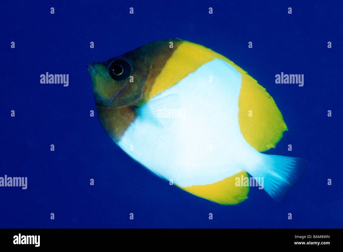 Piramide Hemitaurichthys Butterflyfish polyepis pacifico Micronesia Palau Foto Stock