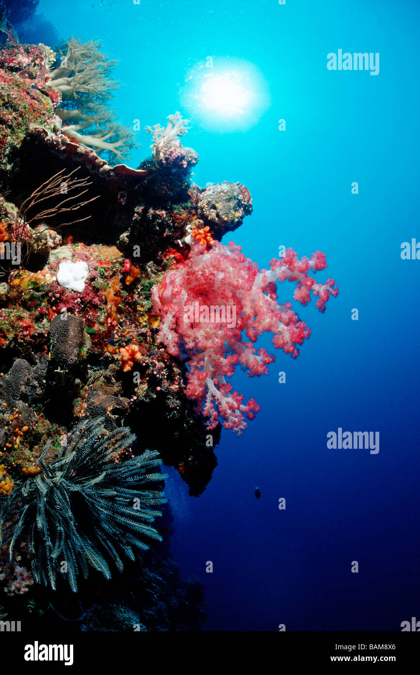 Rosso corallo morbido in Coral Reef Dendronephthya spec pacifico Micronesia Palau Foto Stock