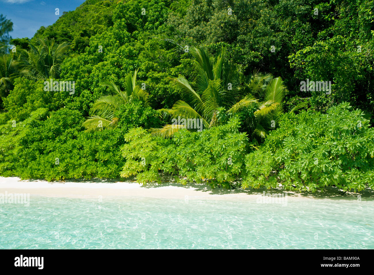 Spiaggia tropicale pacifico Micronesia Palau Foto Stock