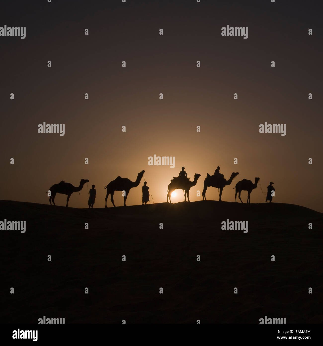 Cammelli al tramonto nel deserto di Thar Rajasthan in India Foto Stock