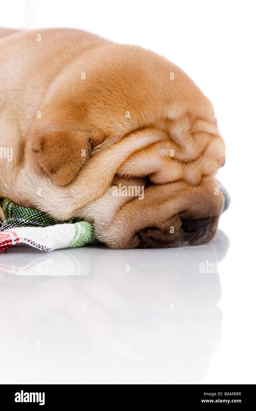Shar Pei cane bambino quasi un mese Foto Stock