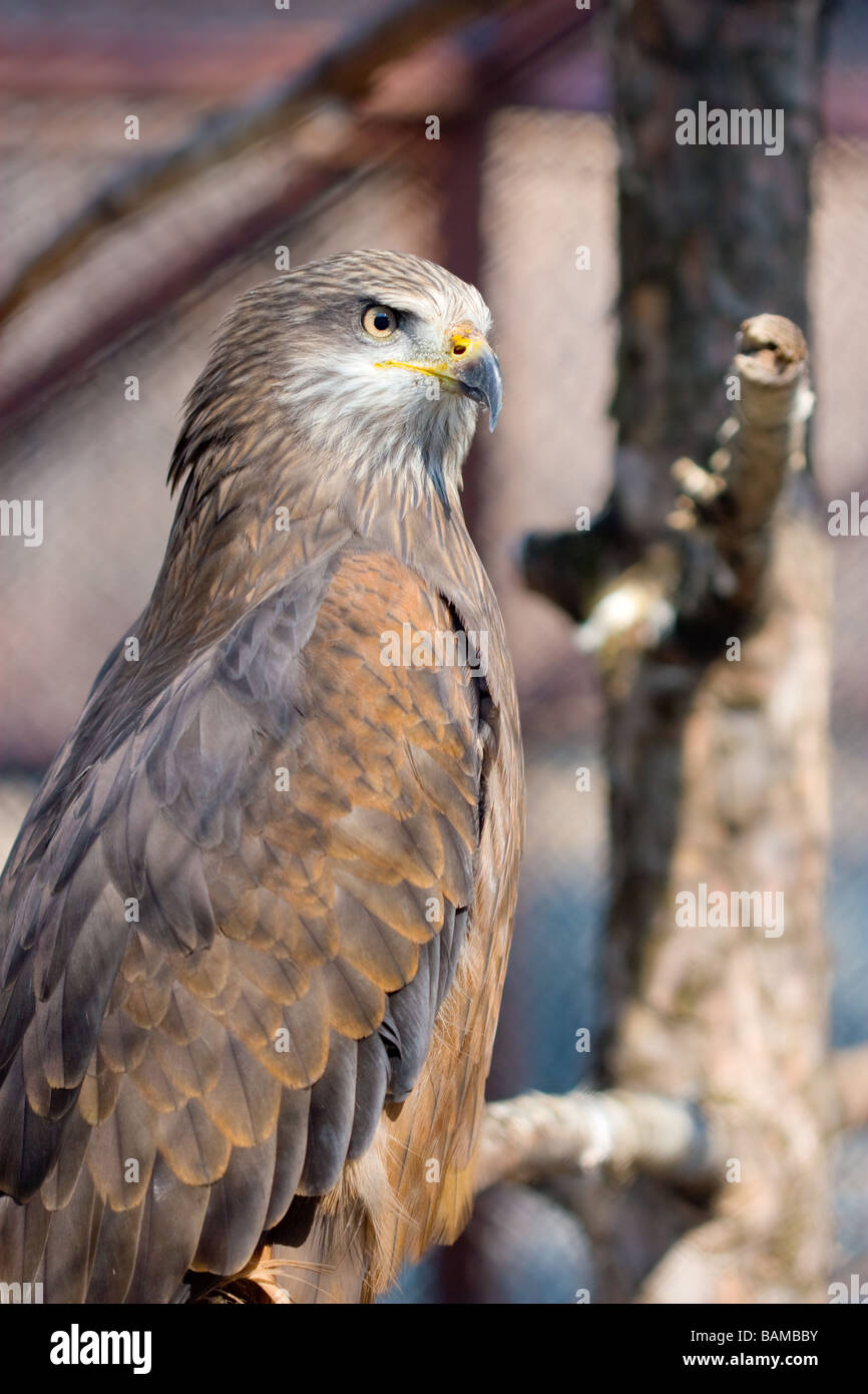 Ritratto di Falcon marrone Foto Stock