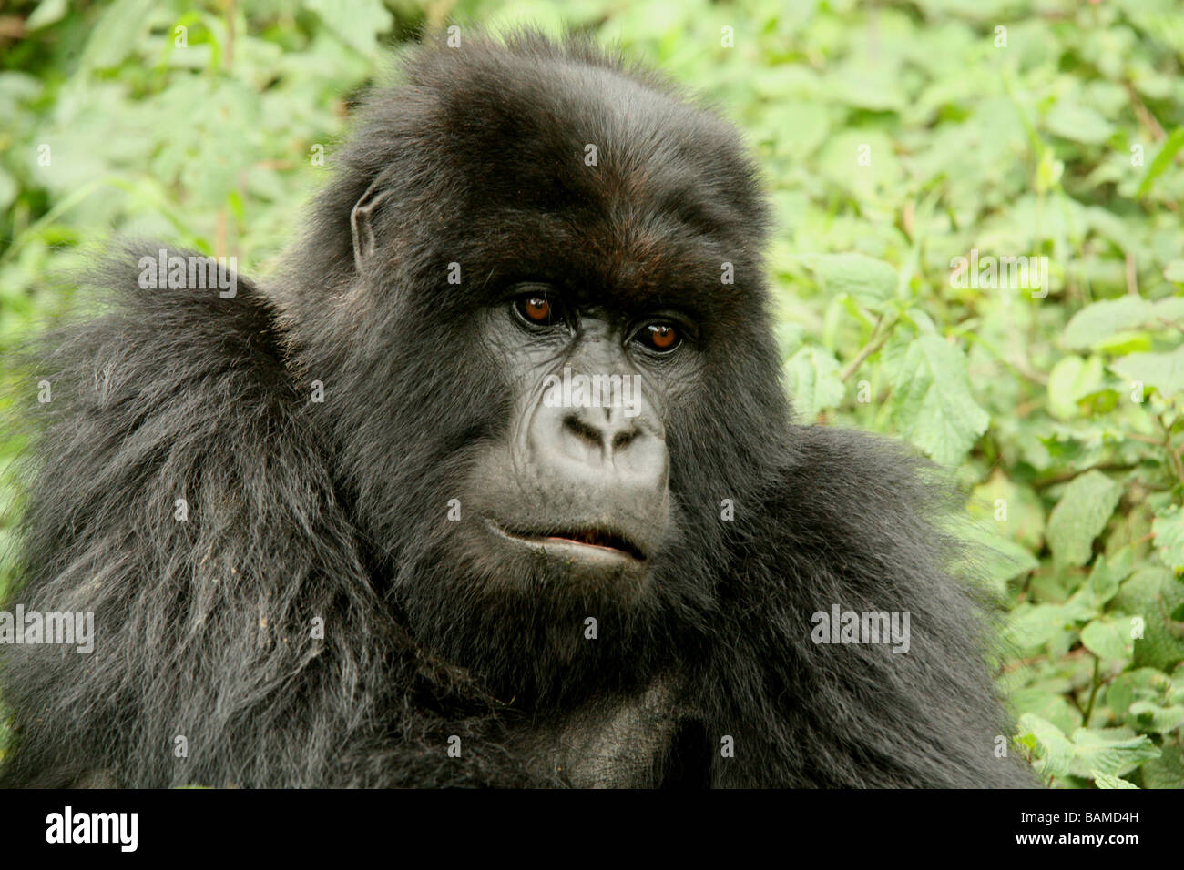 Gorilla di Montagna Foto Stock