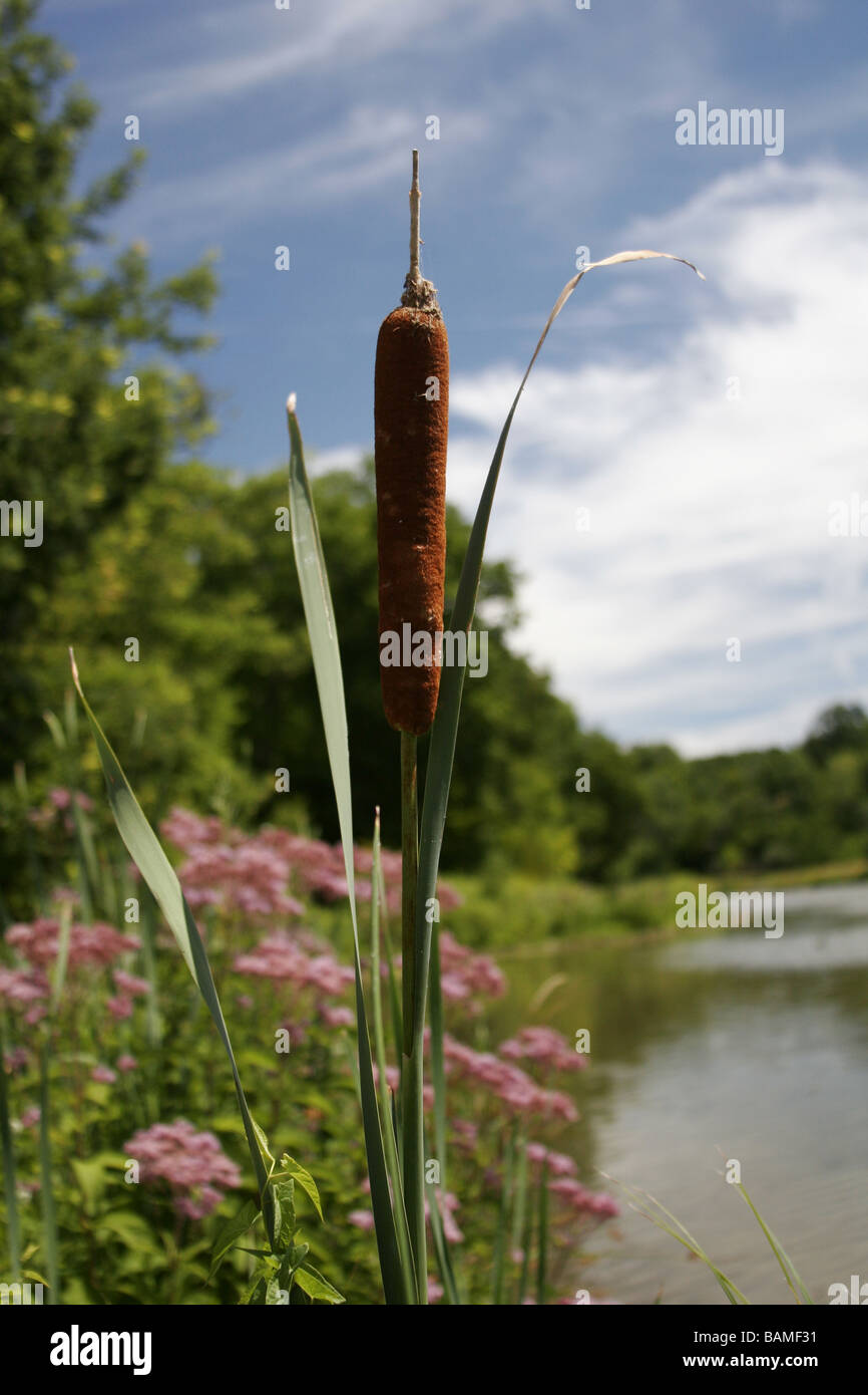 Una vista dettagliata di un impianto di reed crescente dal bordo di un lago Foto Stock