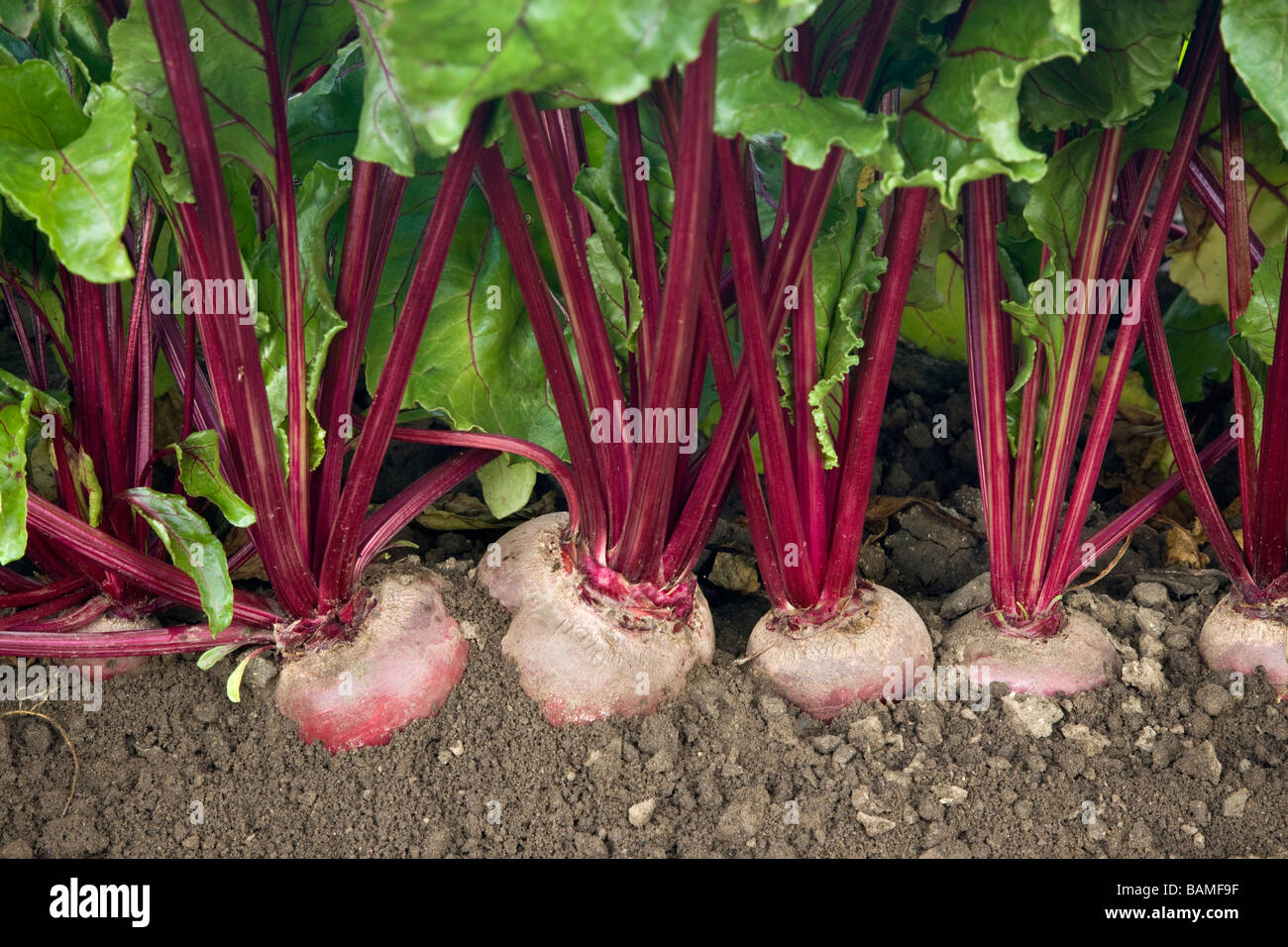 Bietole "Organico" crescente. Foto Stock