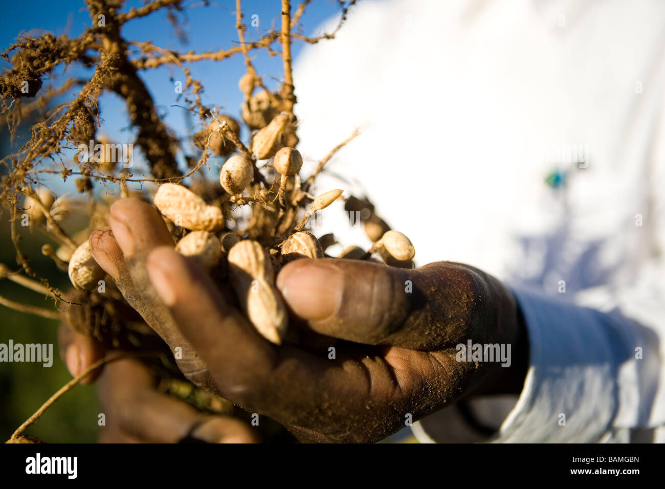 Il dado del contadino, Malawi Foto Stock