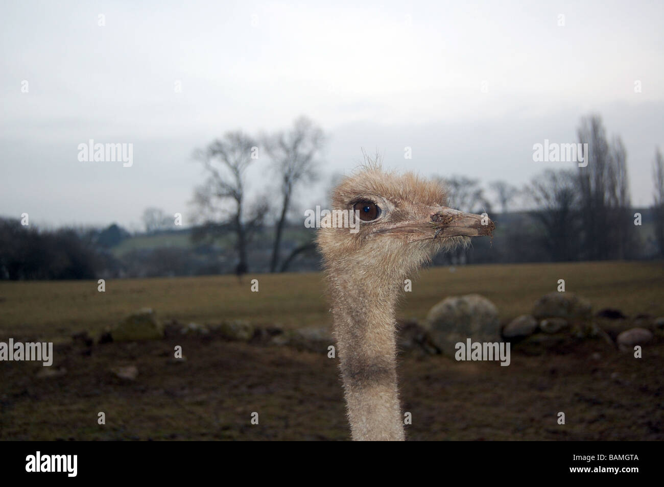 Struzzo Langwathby Farm, vicino a Penrith, Cumbria Foto Stock